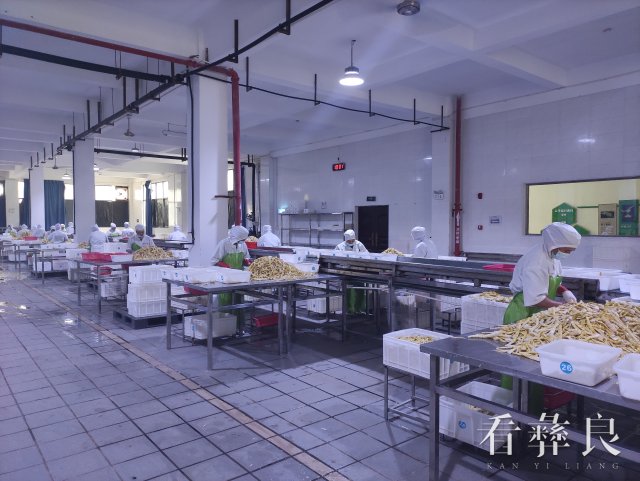 彝良县竹产业综合产值达10.1亿元