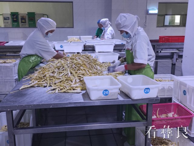 彝良县竹产业综合产值达10.1亿元
