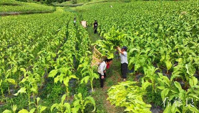 “绿叶”变“金叶”，彝良县龙街乡烤烟迎来赶“烤”季