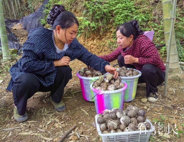 彝良牛街：小竹荪“种出”致富新希望