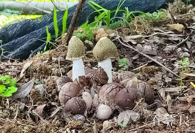 彝良牛街：小竹荪“种出”致富新希望