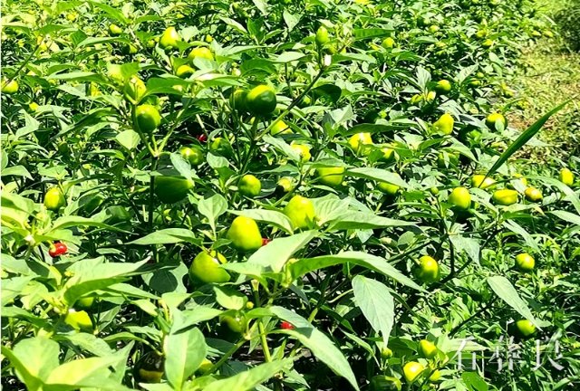 彝良县奎香乡吉塘村：辣椒丰收采摘忙 产业发展正兴旺